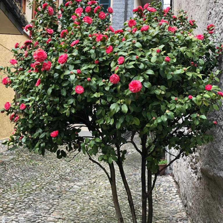 Casa Domaso - Appartamento con 1 Camera da Letto - 18