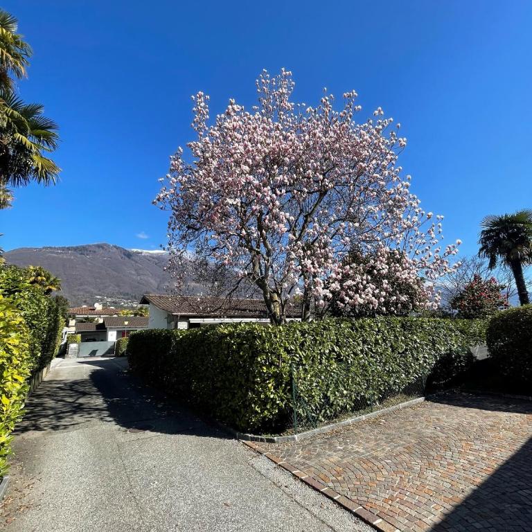 Ascona Casa Cristina - Casa Vacanze - 39