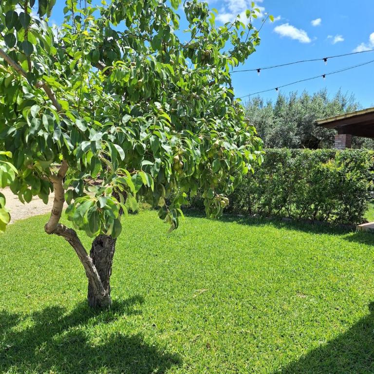 Casa Le Antiche Macine Bilocale immerso fra gli ulivi - One-Bedroom House - 19