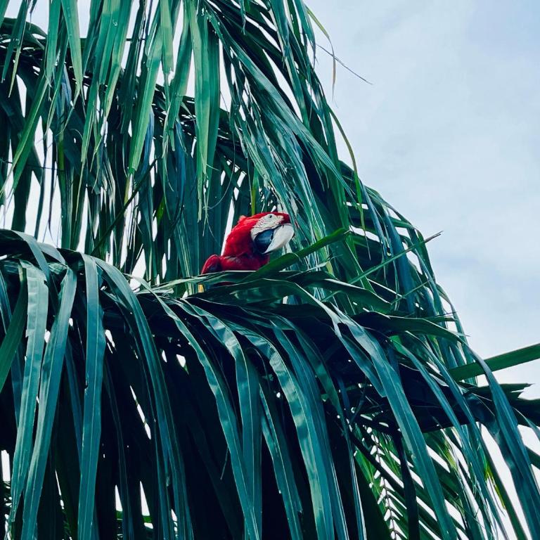 Verde Atardecer Napoles - Three-Bedroom Vacation Home - 39