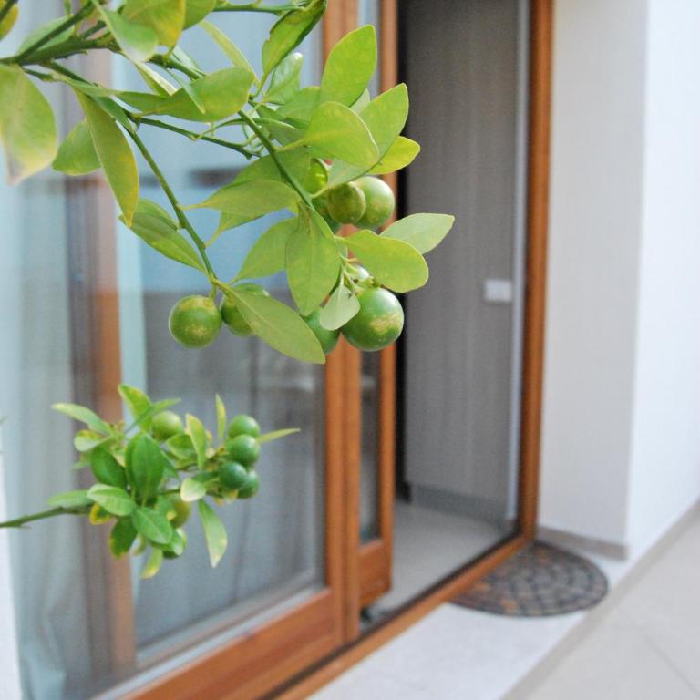 Residence Rapisardi by RECEPTIO - Apartment with Terrace - 2