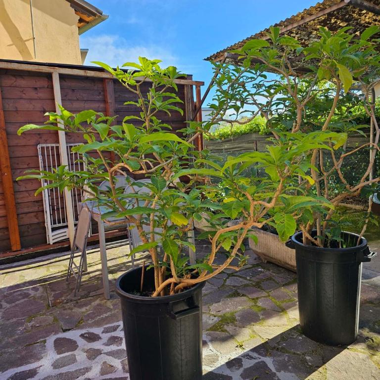 Domus Regia - Appartamento Suite - 25