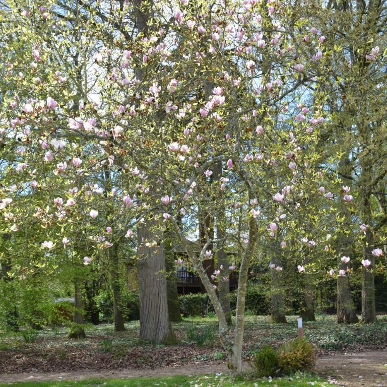 Manoir Du Parc (Adults only) - Monolocale - Dependance - 5