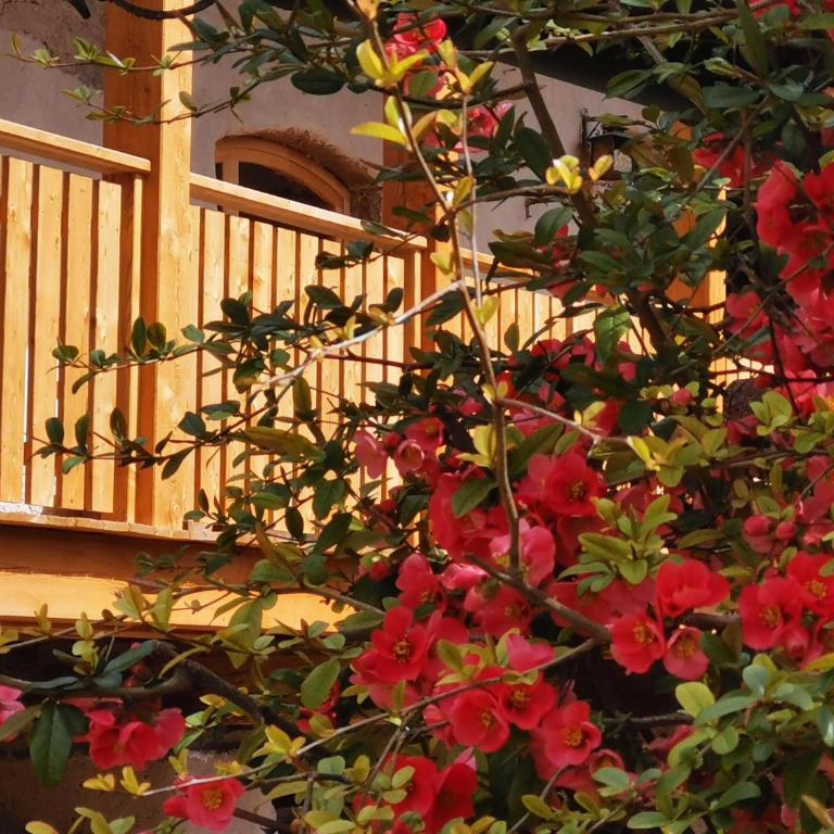 Ansitz Grustdorf - Appartamento con Vista Giardino - 6
