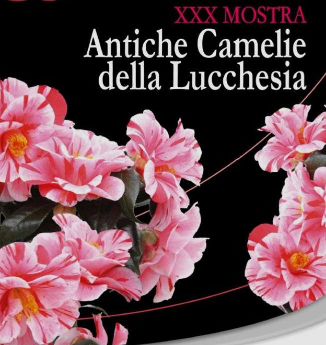 Appartamento - I girasoli - Appartamento con 1 Camera da Letto - 17