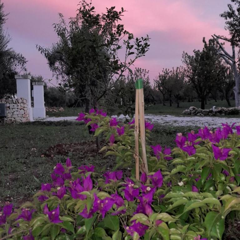 Trullo Zurlo - Casa con 2 Camere da Letto - 48
