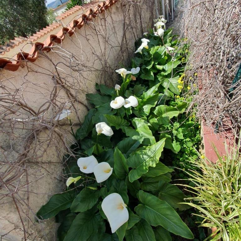 Appartamenti Villa Augusta-del-Sol - Appartamento con 2 Camere da Letto - 22