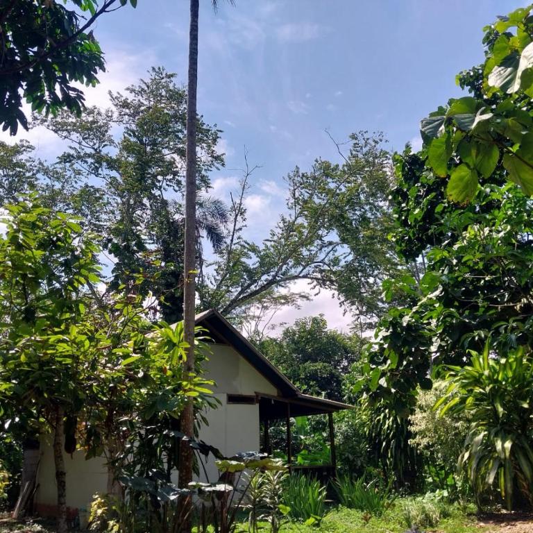 Musas Garden Lodge Tambopata - Cabaña con vistas al jardín - 1