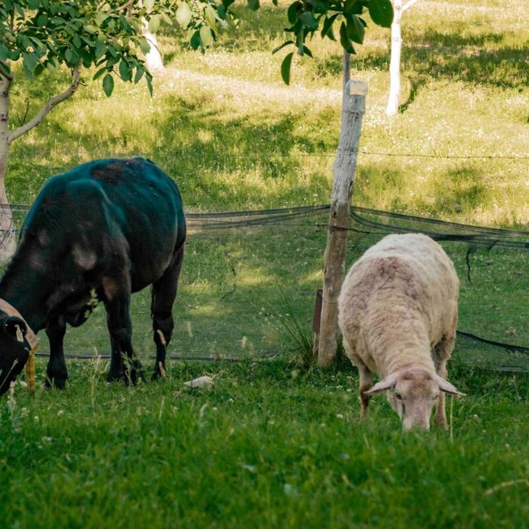 Casa de Campo Kagua Kolke 8Pax By Inside - Chalet - 40