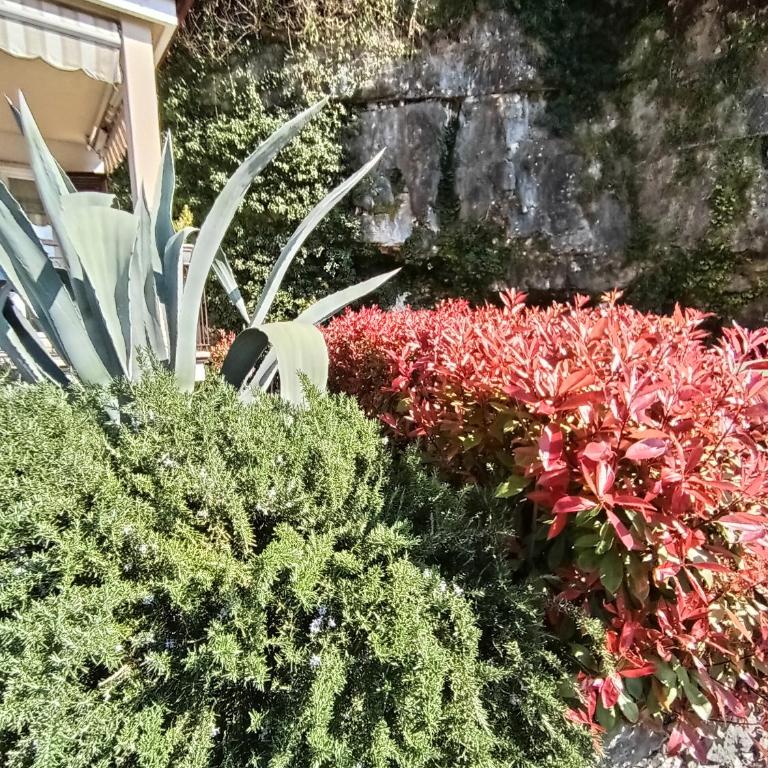 CITRUS Apartment Brenzone - Appartamento con 1 Camera da Letto - 22