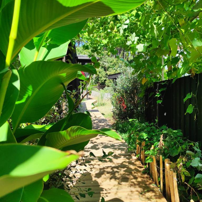 Eco-lodges Lacanau Moutchic Inn - 4 pers - Apartment with Terrace - 25