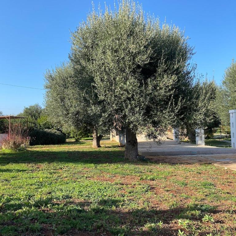 Lamiaterra DSC - lamia with private pool - Villa con Piscina Privata - 37