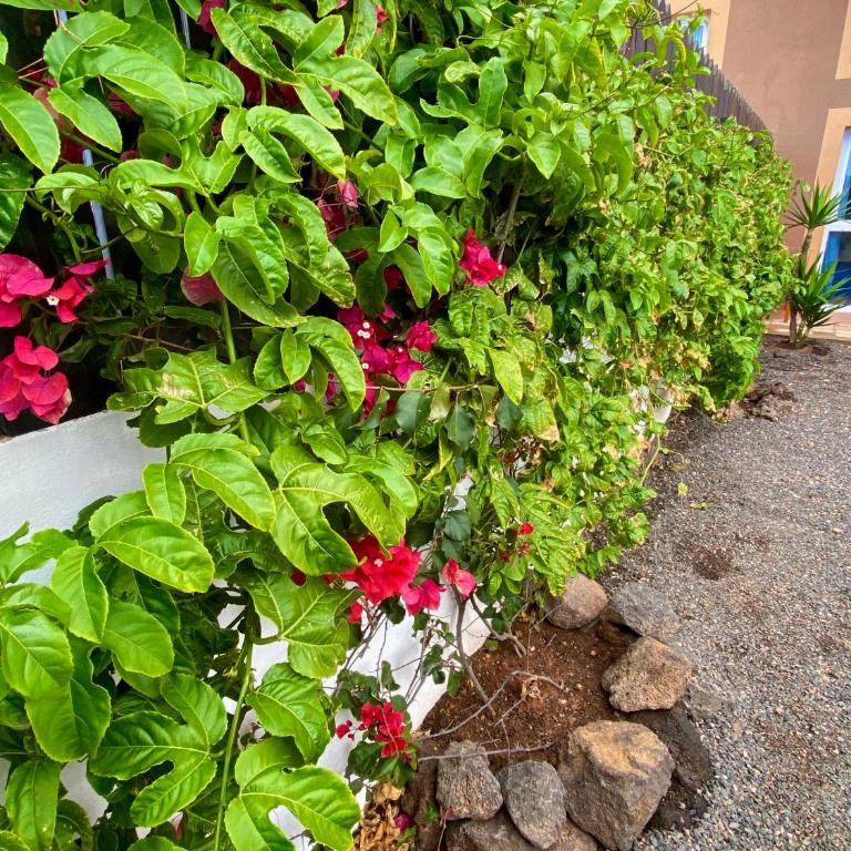 Blue Wave House Corralejo - Double Room in shared Apartment - 20
