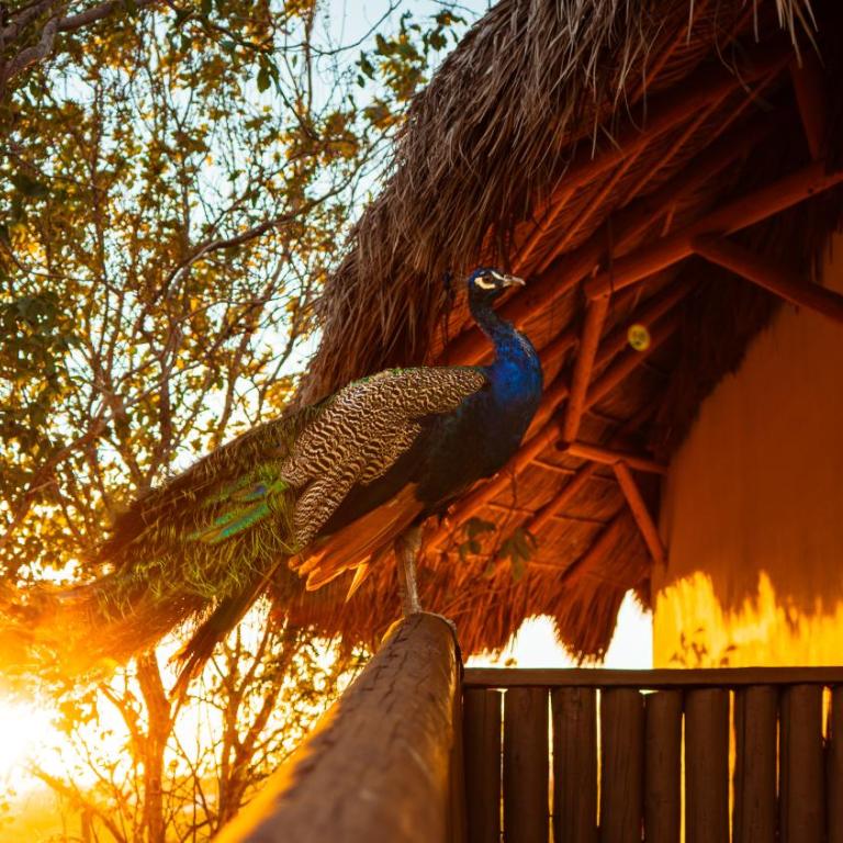 Palm Valley Cabins - Deluxe Double Room with Balcony - 8