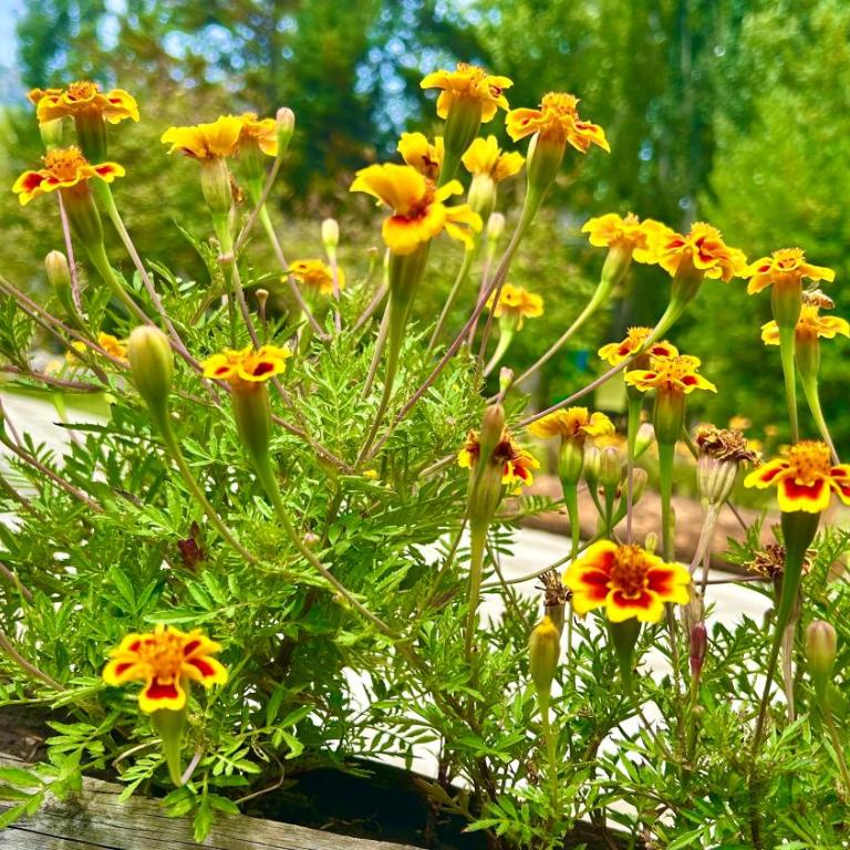 Chacra CheSuiza - Chalet de 2 dormitorios - 14