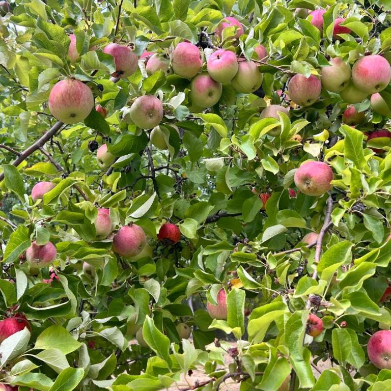 Chacra CheSuiza - Chalet de 2 dormitorios - 17