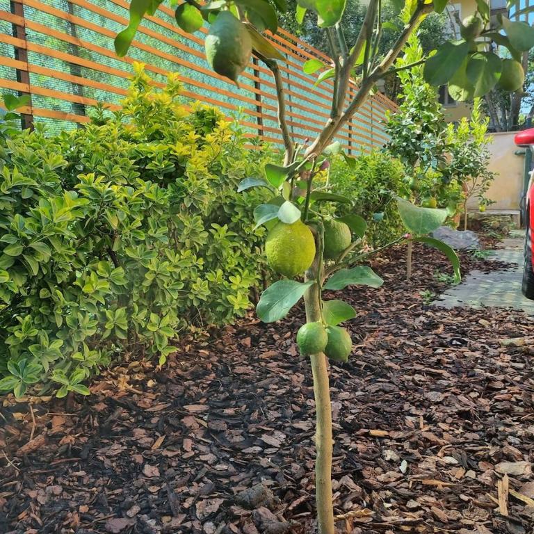 Pigneto Giardino e Posto Auto Privati - Appartamento con 1 Camera da Letto - 9