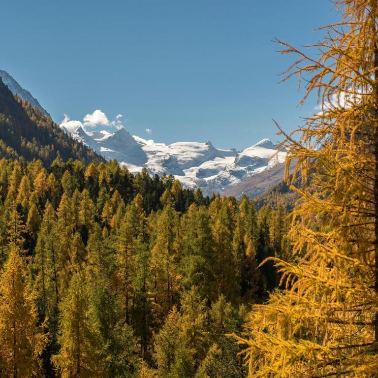 Hotel Saratz Pontresina Mountain Resort & Spa - Junior Suite - 4
