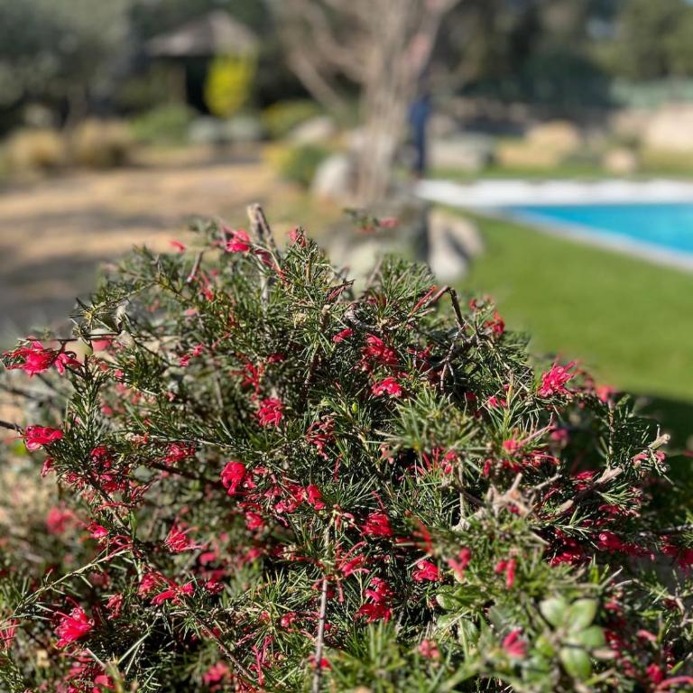 Villa Fiori Porto Vecchio avec piscine privée - Villa con piscina privada - 37