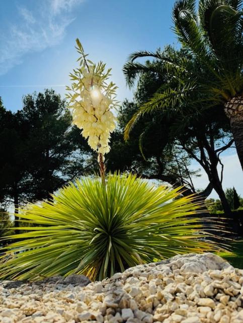 Villa Javea 10000 m carrés de jardin à 8 minutes de la plage - Villa de 4 dormitorios - 44