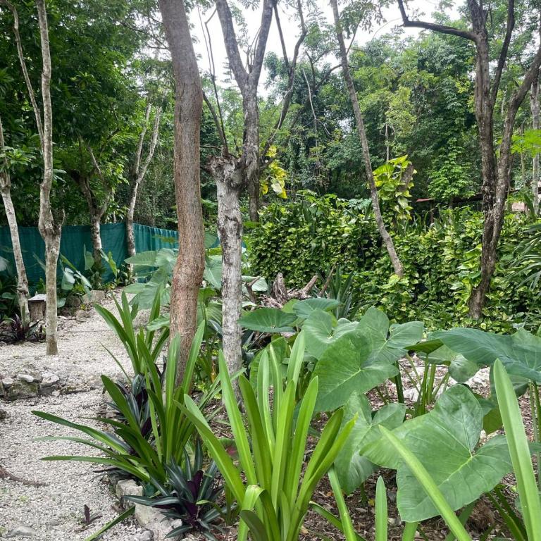 Cozumel Glamping - Tienda - 10