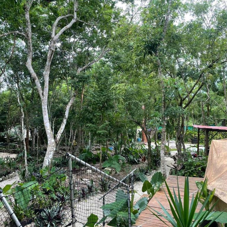 Cozumel Glamping - Tienda - 26