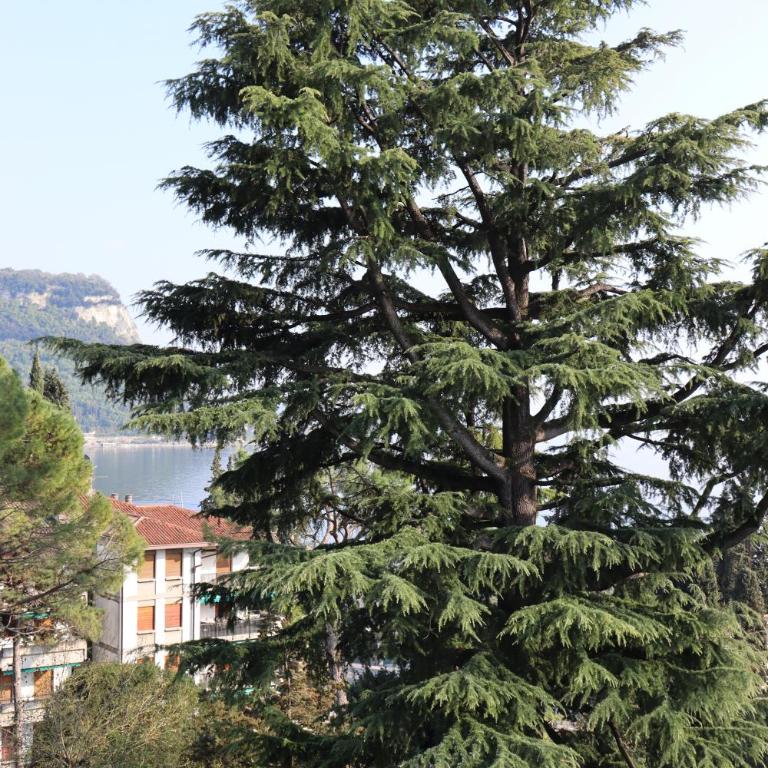Monika Holiday 301 Forest in the lake - Appartamento Monolocale - 77