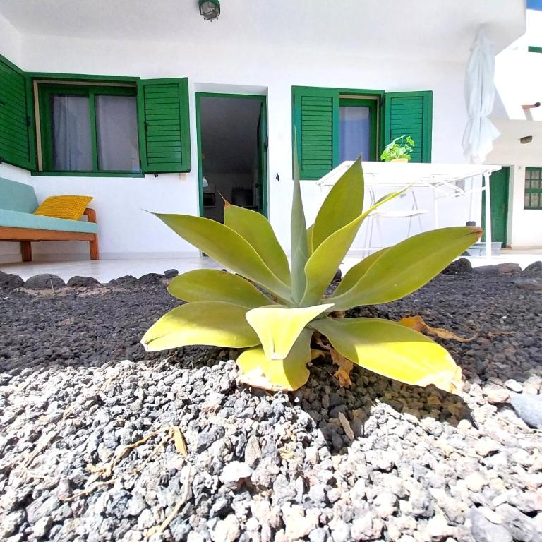 Ma Estates Balcon 4 by Sea You There Fuerteventura - Deluxe One-Bedroom Apartment with Garden View - 9