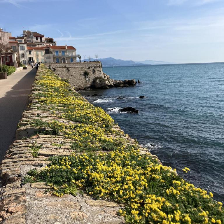 A deux pas des plages et au coeur du vieil Antibes , beau studio rénové - Appartement 1 Chambre - 17