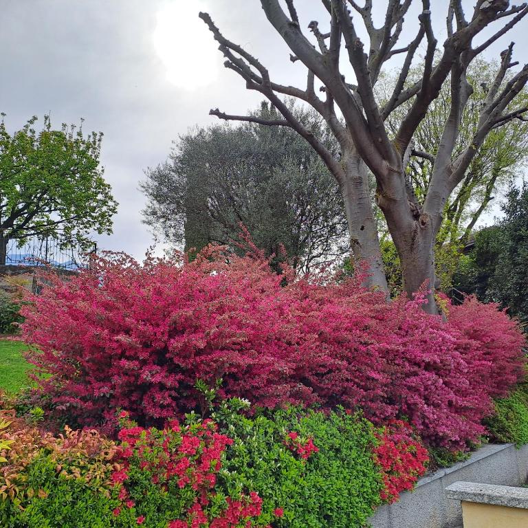 Villa Primula - Appartamento con Vasca Idromassaggio e Vista Lago - 76