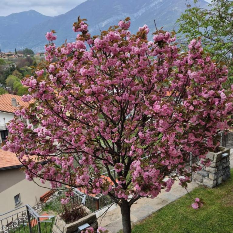 Villa Primula - Appartamento con Vasca Idromassaggio e Vista Lago - 82