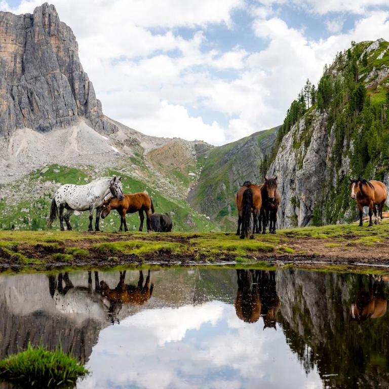 Esperienza Unica al Passo Giau - Appartamento con Vista Panoramica - Appartamento con 2 Camere da Letto e Balcone - 14