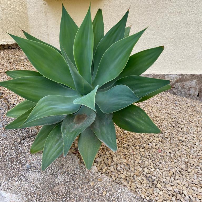 Casa Luis - Javea - Spanien - Casa - 35