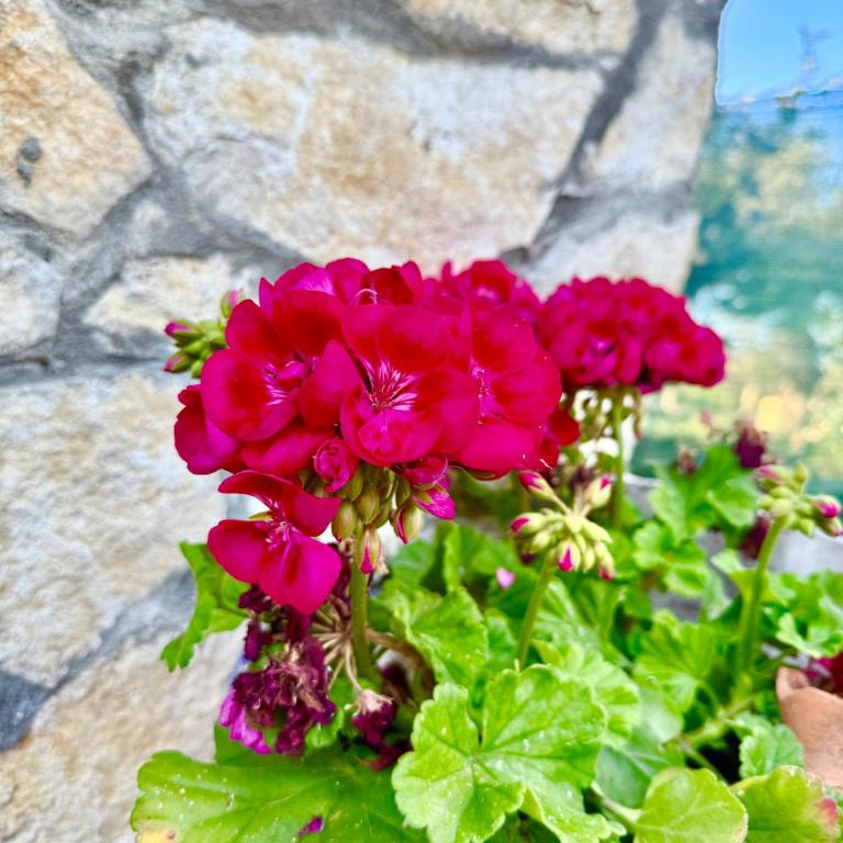 Villa Sant Anna - Casa Vacanze - 24