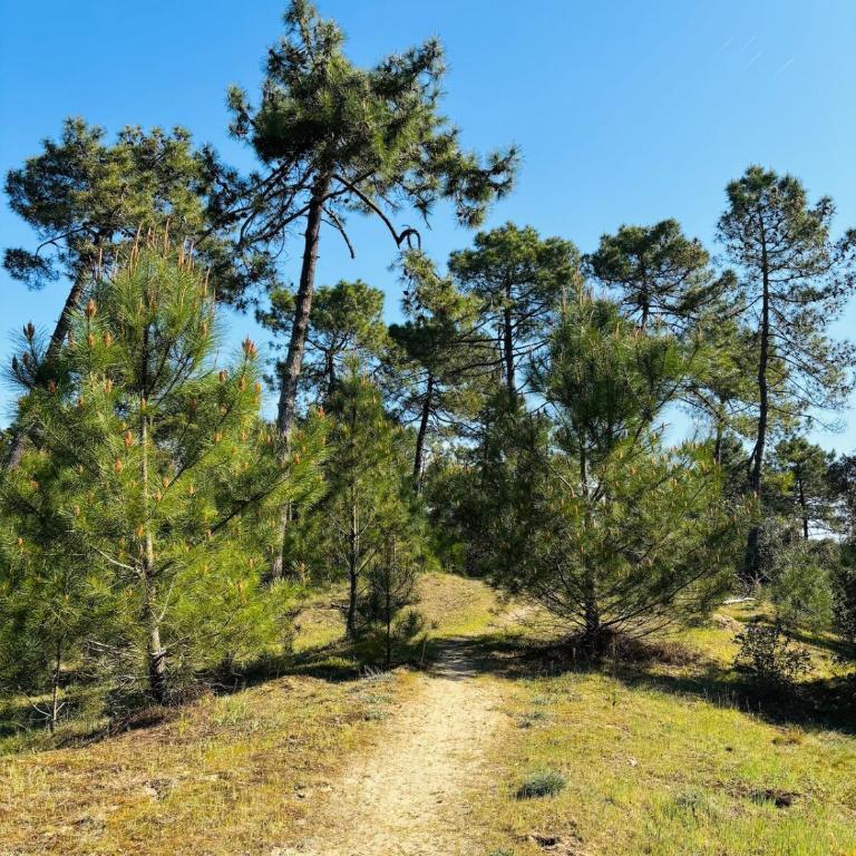 Duplex cosy neuf - wifi - balcon - en bordure de forêt de pins - proche plage - Appartamento con 1 Camera da Letto - 30
