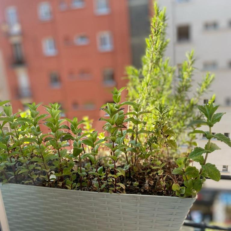 Tu escapada perfecta en Logroño - Apartamento de 2 dormitorios - 33