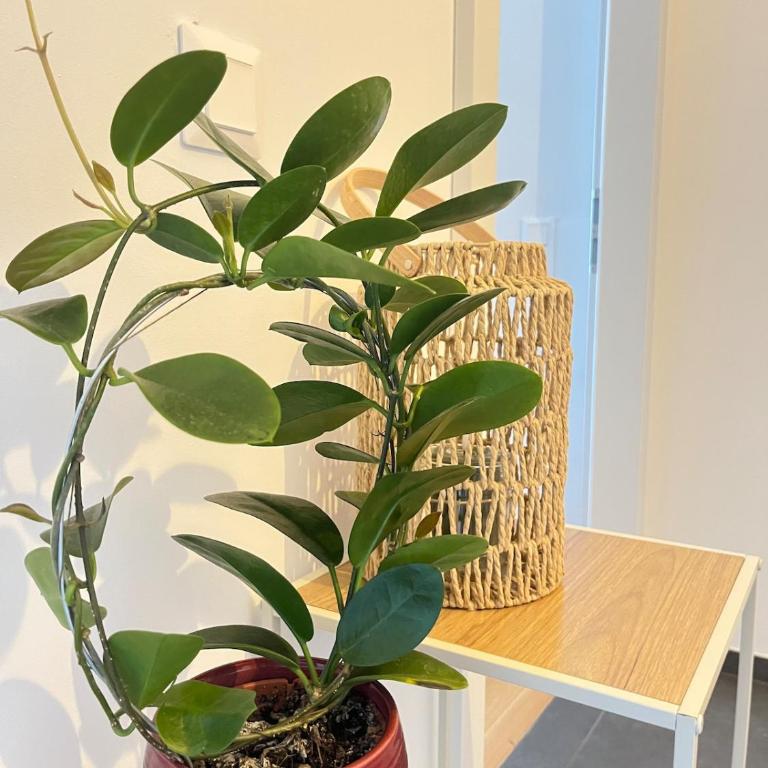 LiMax - Apartment mit 1 Schlafzimmer - 11