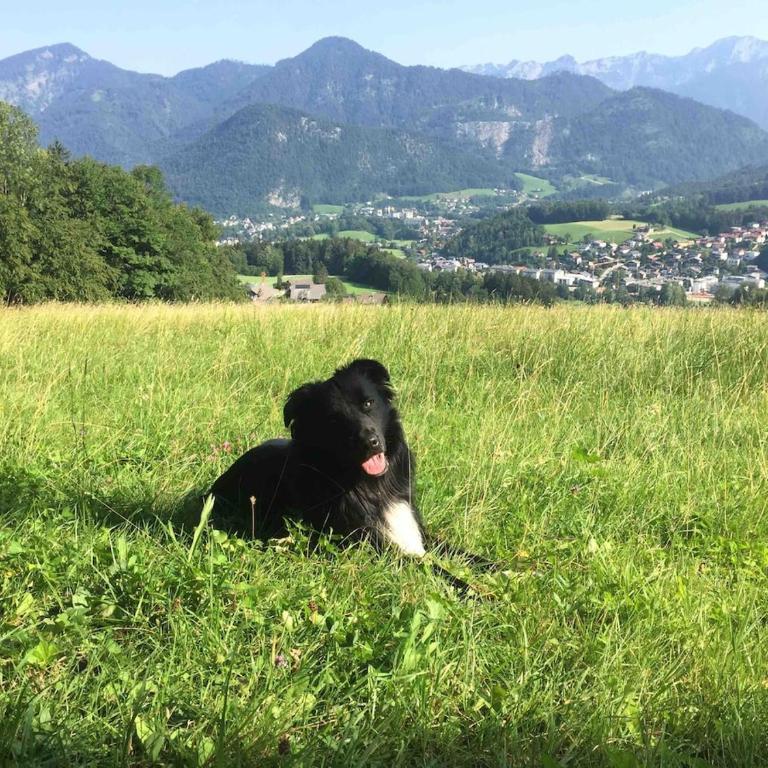 Ferienwohnung Obereck Natur-Ruhelage - Bad Ischl - Apartment mit 1 Schlafzimmer - 19