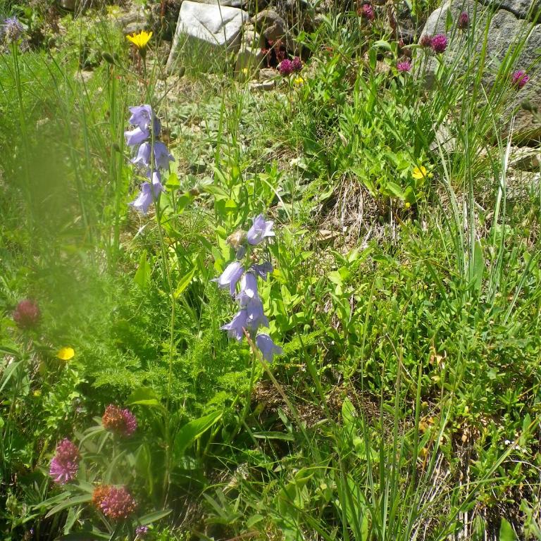 Exceptionnel - Au pied des montagnes & Départ de randos direct - PELVOUX II - VARS - Apartment mit Gartenblick - 36