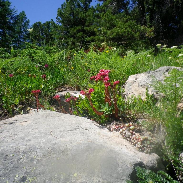Exceptionnel - Au pied des montagnes & Départ de randos direct - PELVOUX II - VARS - Apartment mit Gartenblick - 37