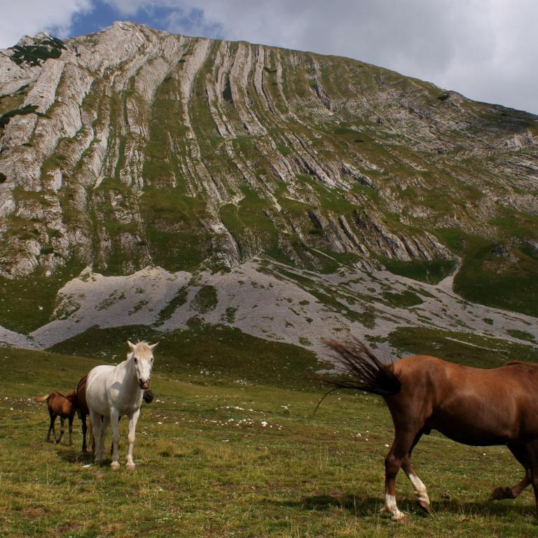 Sunny Village - Wild Goat apartments - Standard Studio - 3
