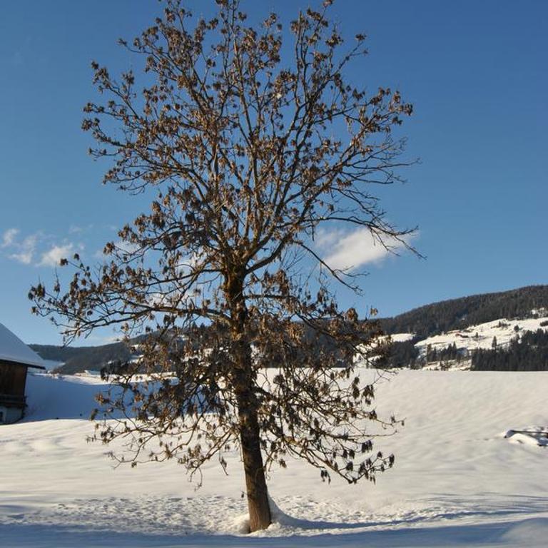 Trogerhof - Appartamento con Vista Montagna - 40