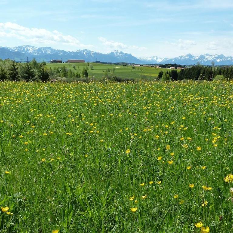 Willkommen in unserer 3 Zimmer Oase im Allgäu - Appartamento con 1 Camera da Letto e con Giardino - 30