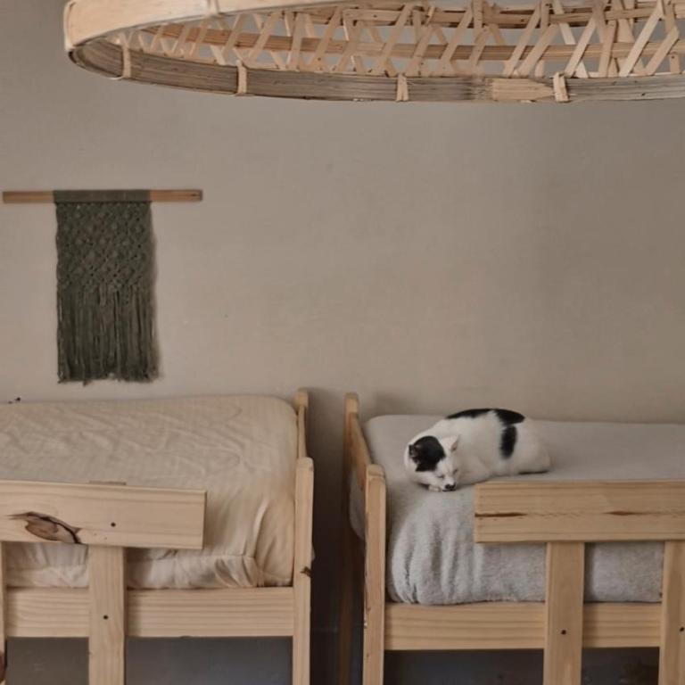Mestiza Hostal - Cama en habitación compartida mixta de 8 camas - 1