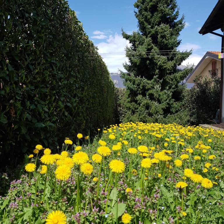 VILLA IRIS Three Bedroom Private Garden Bike&Boat&Scooter Lake Como - Villa con 3 Camere da Letto - 50