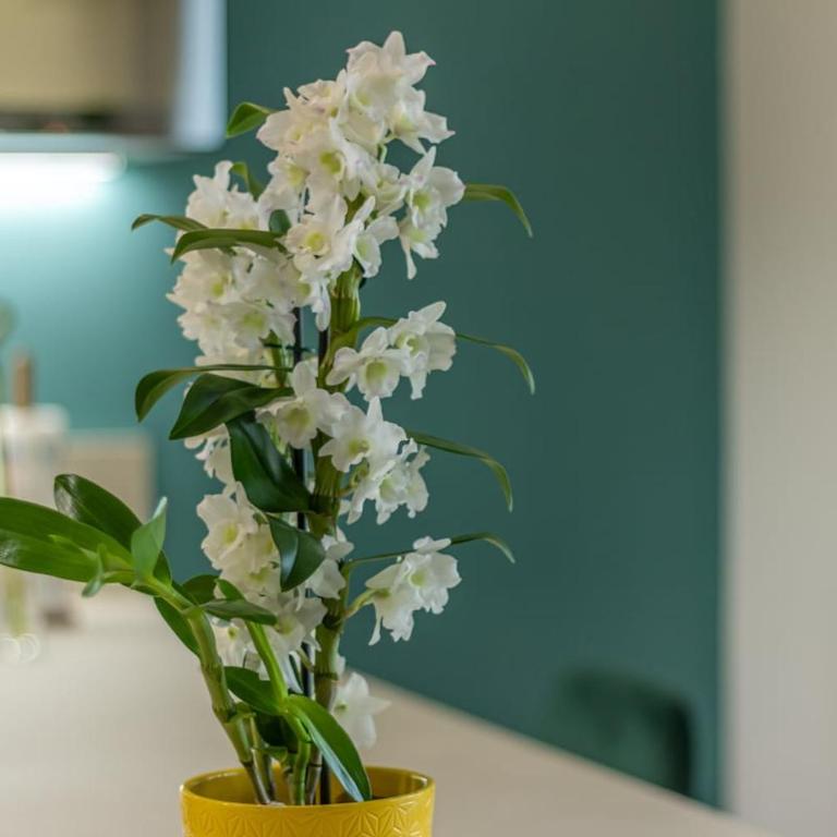 Appartamento in corte privata doppio parcheggio gratuito - Two-Bedroom Apartment - 7