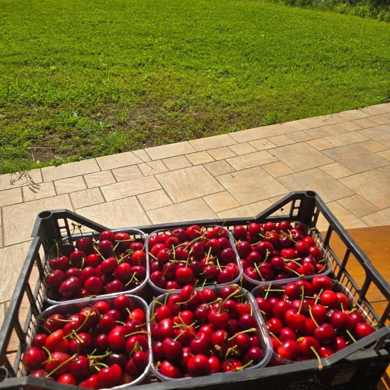 Agricampeggio AL CIELO STELLATO - Empty lot/Piazzola vuota (bring your own tent/caravan/autocamper) - 15