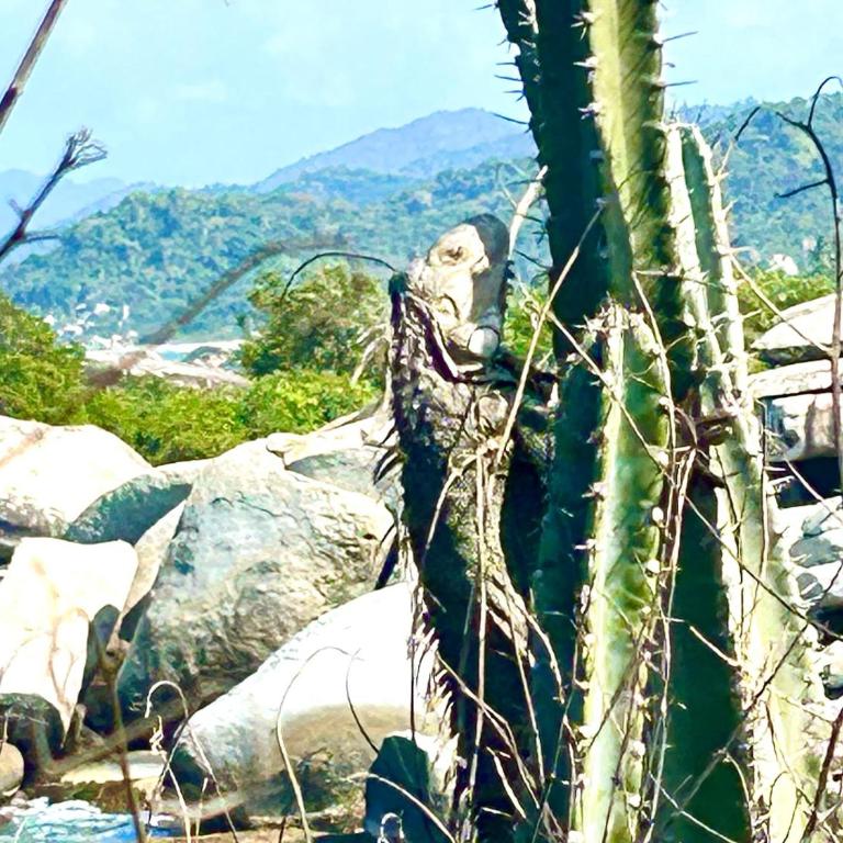 Hostal El Eden Dentro del Parque Tayrona - Deluxe Double or Twin Room with Mountain View - 8