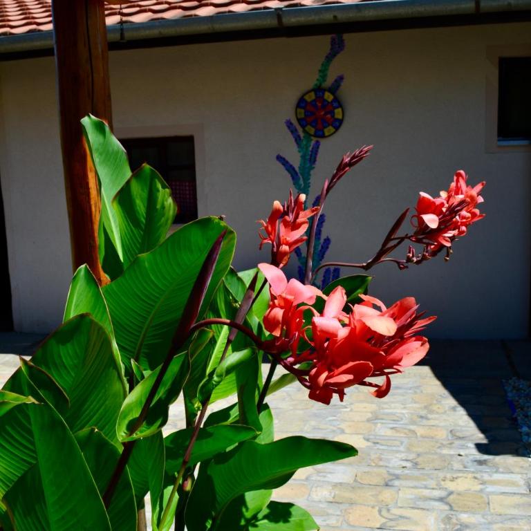 Roža Apartments - Kuća sa 1 Spavaćom Sobom - 21