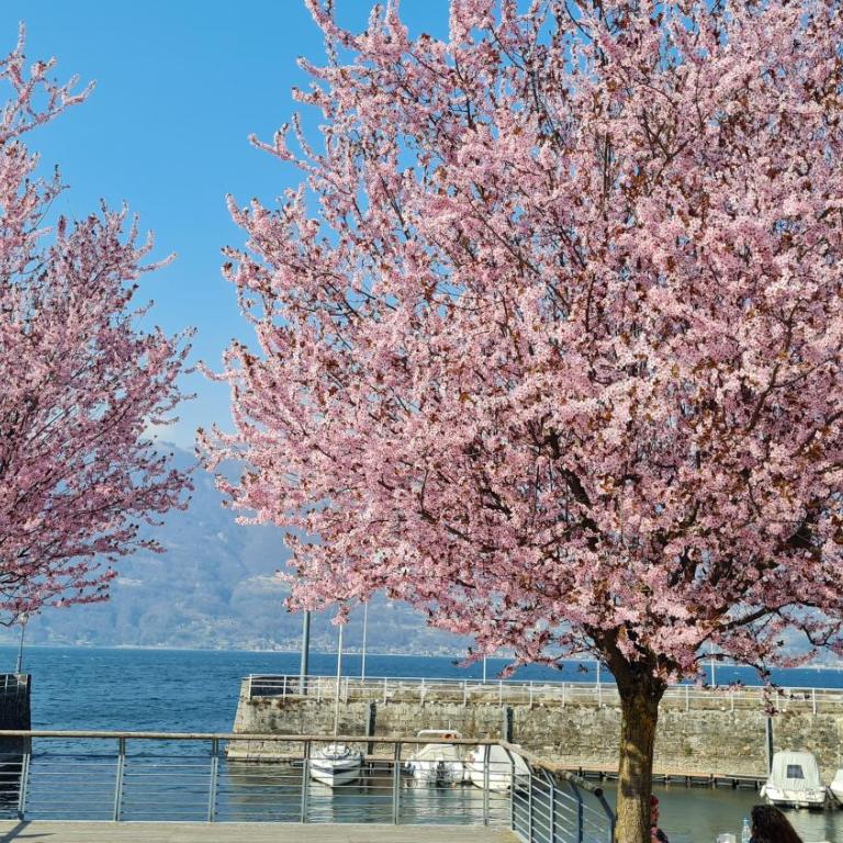 Villa Lago Foreground Lakefront Beach Bike&Boat& Scooter Lake Como - Appartamento con 3 Camere da Letto - 50